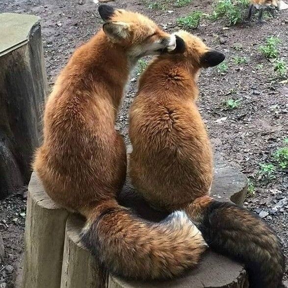 8. Queste due volpi sembrano scambiarsi dei teneri baci