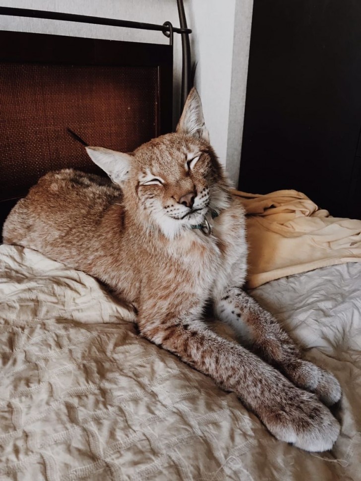 In Russland ist es legal, Exemplare von Luchsen zu adoptieren, die aus den schrecklichen "Pelzfarmen" gerettet wurden, und Anastasia könnte nicht glücklicher sein, diese beiden Katzen aufgenommen zu haben!