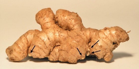 La méthode simple pour cultiver une plante de gingembre à partir de la racine - 2