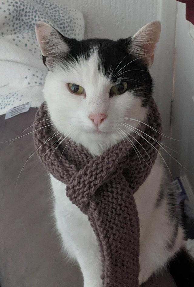 Même les chats ont parfois besoin d'une écharpe chaude pendant les jours les plus froids de l'hiver...