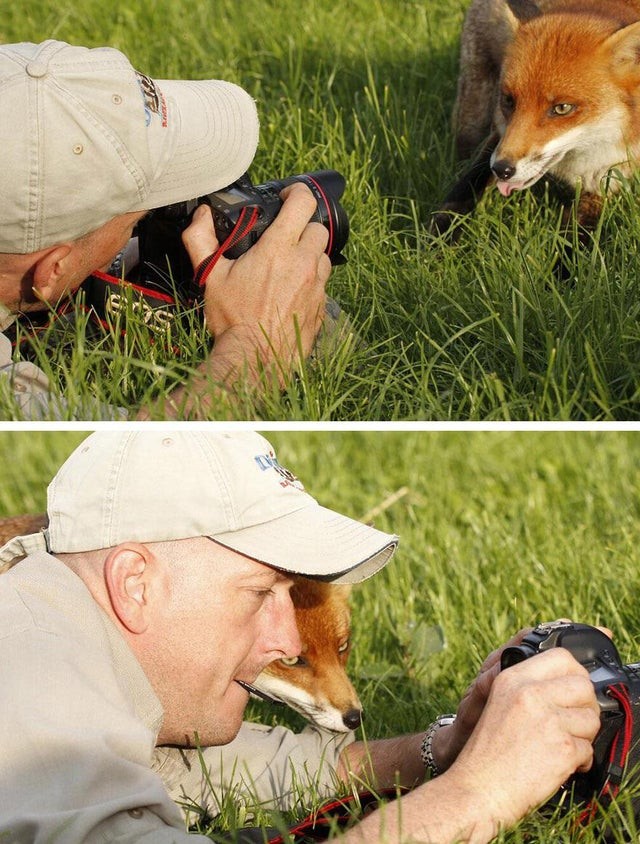 A curious fox "checks" how his photographic portrait turned out!