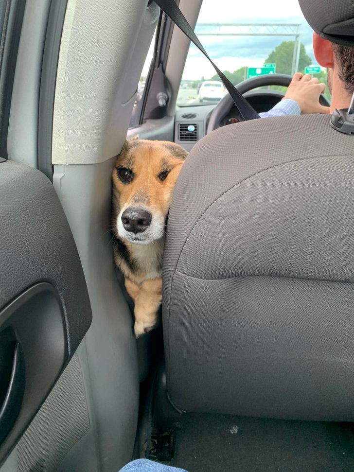 The look on my brother's dog's face when he realized I was getting out of the car ...