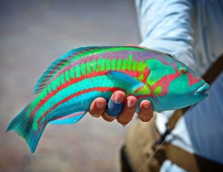 1. "Wir fingen diesen farbenfrohen Fisch auf Christmas Island in Australien..."