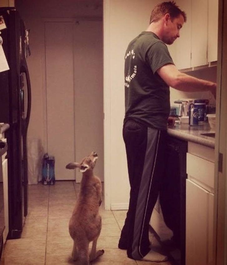 6. "Ce petit kangourou n'a que 6 mois et comme vous pouvez le voir, il est très impatient quand c'est l'heure du repas"