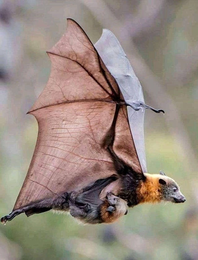 7. In Australien könnte man leicht auf riesige Fledermäuse wie diese stoßen...