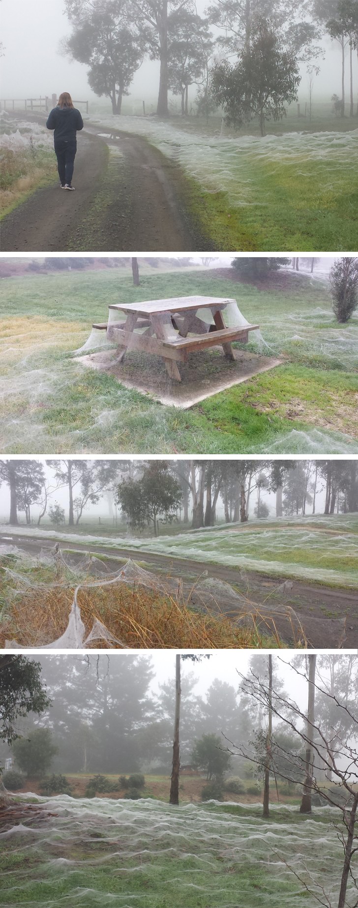8. In dieser Gegend von Victoria, im Süden Australiens, ist der Park mit Spinnweben überzogen! Ein kleiner Spaziergang?