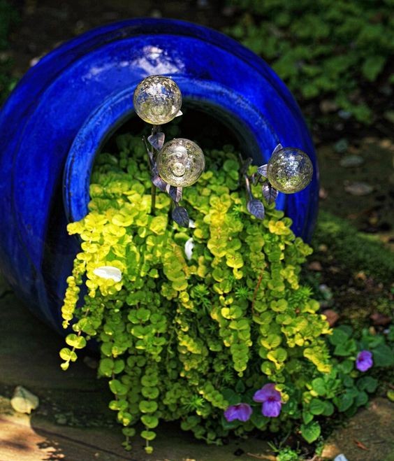 8. Ma se il vaso è integro, è bello anche decorarlo con colori vibranti che si abbinino alla pianta. Come questo blu cobalto che contrasta splendidamente con la Lysimachia nummularia