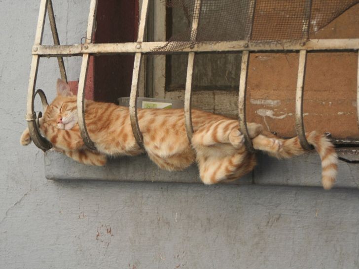 Cats really know how to find the perfect position for a rest, even in the least appropriate places!