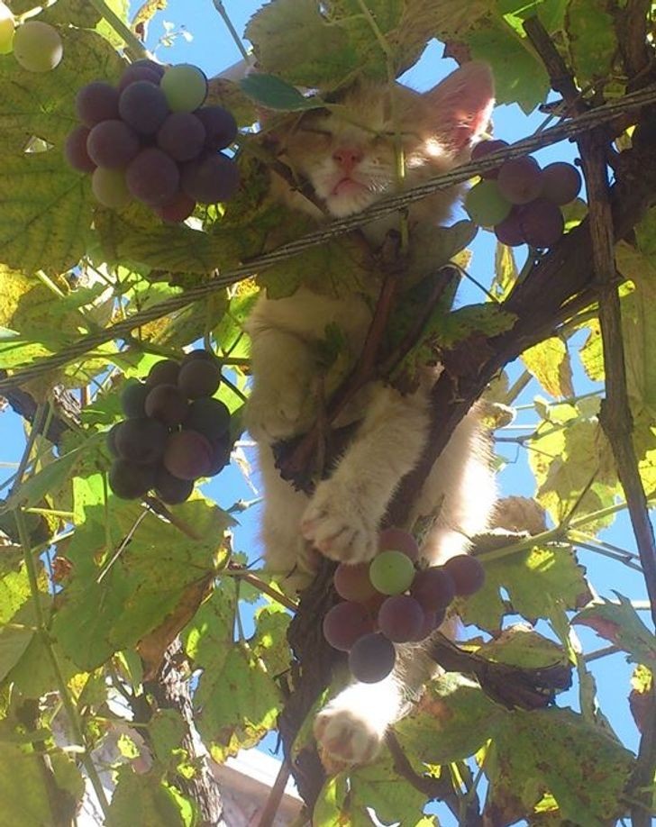 ... même sur une vigne chargée de raisins !