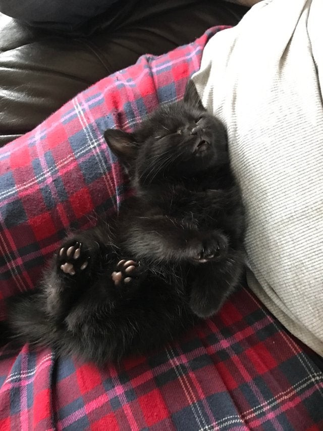 A kitten asleep on the sofa ... how cute!