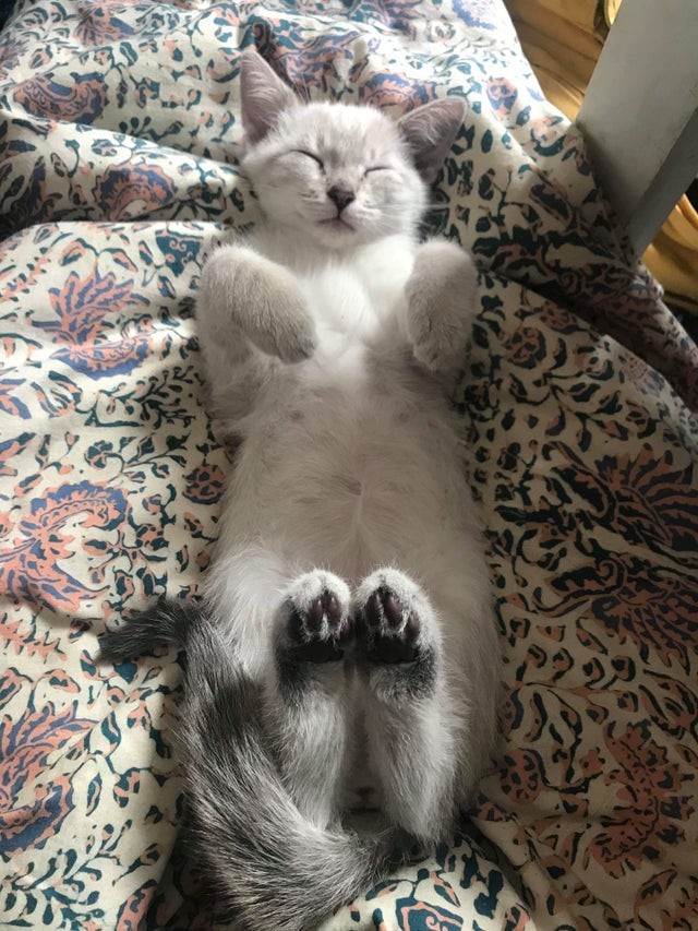 Notre chat dort souvent comme ça... on ne sait pas pourquoi !