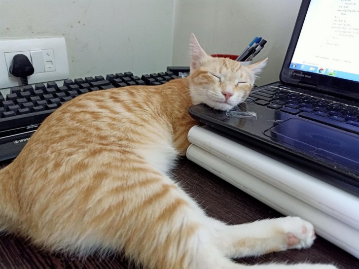 A classic: falling asleep on your owner's pc while they work!