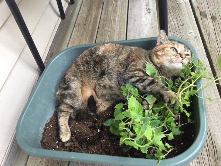 Ce n'est pas exactement une position confortable, mais il semble l'apprécier !