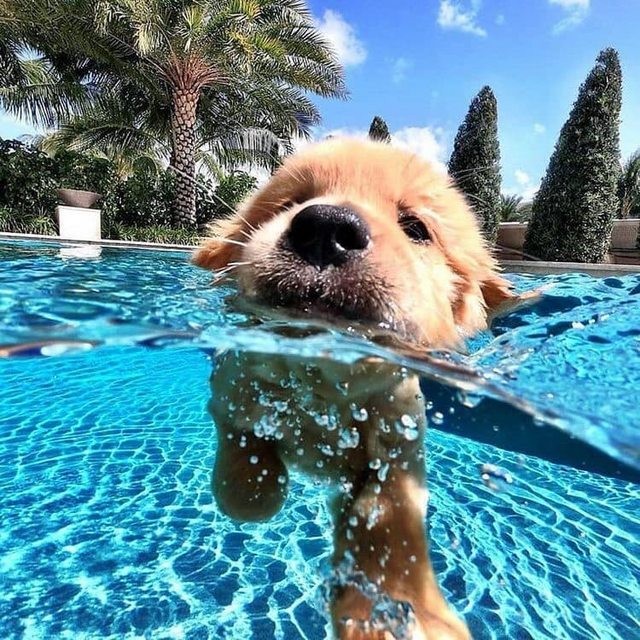 8. Une bonne baignade dans la piscine est ce qu'il faut pour se rafraîchir un peu !