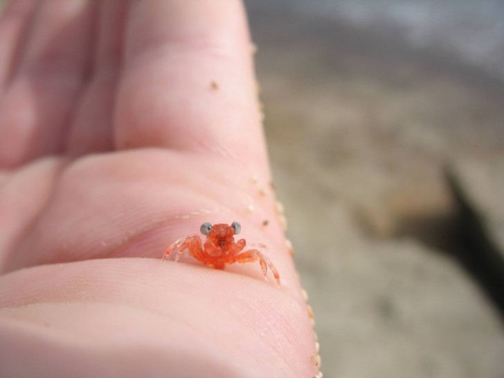 Eine Krabbe ... in Miniaturformat!