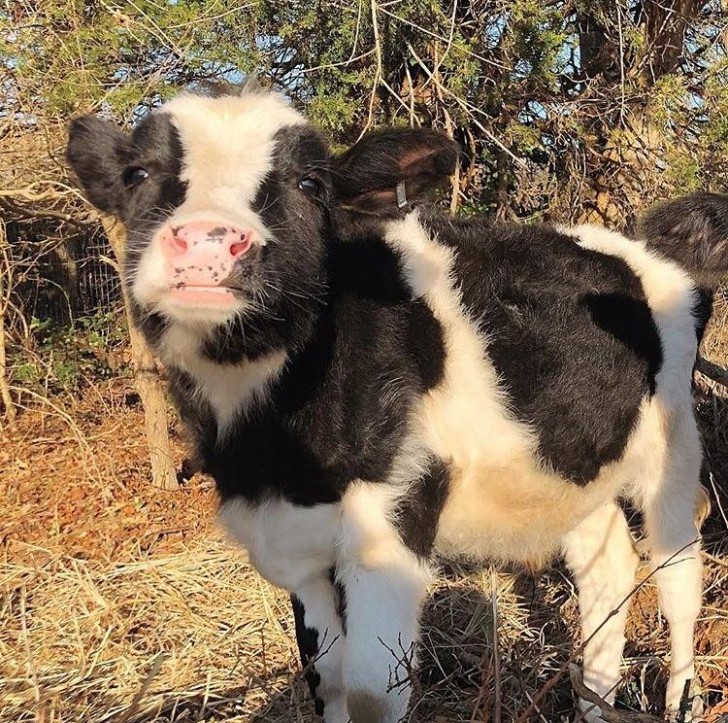 Don't tell me you haven't fallen head over heels for this baby cow... he has the cutest face!