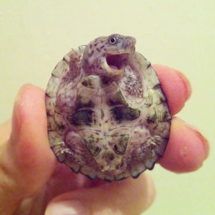 Just look how precious this turtle's smile is!