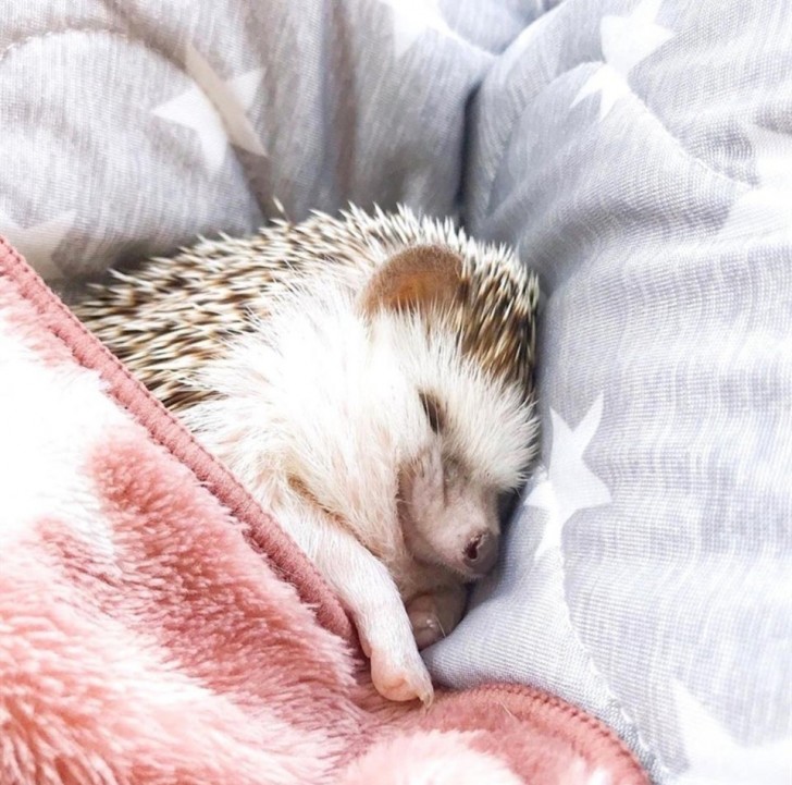 Nothing is cuter than a sleeping hedgehog!