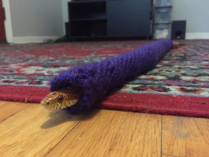 Snakes can be scary, but this one wrapped up in a cozy sweater sure puts a smile on our face!