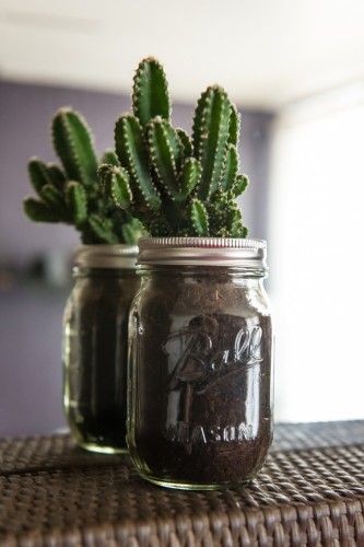 7. Anche i barattoli di vetro possono ospitare piante di cactus