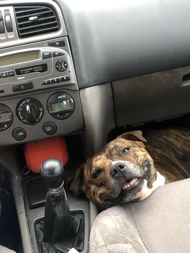 "I'm just gonna lie down here and watch you while you drive... it will be like I'm not even here."