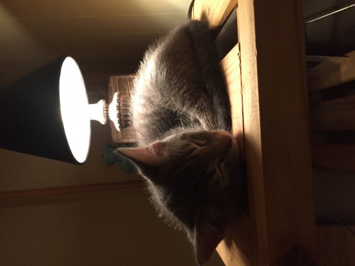 Mijn kat slaapt graag onder deze gloeilamp, het houdt hem altijd warm!