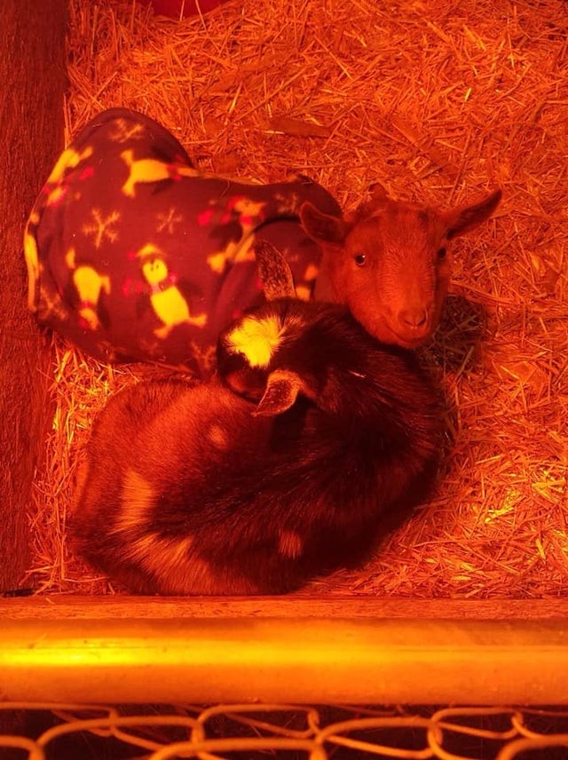 Even on the farm, you can snuggle up under the heat lamp!
