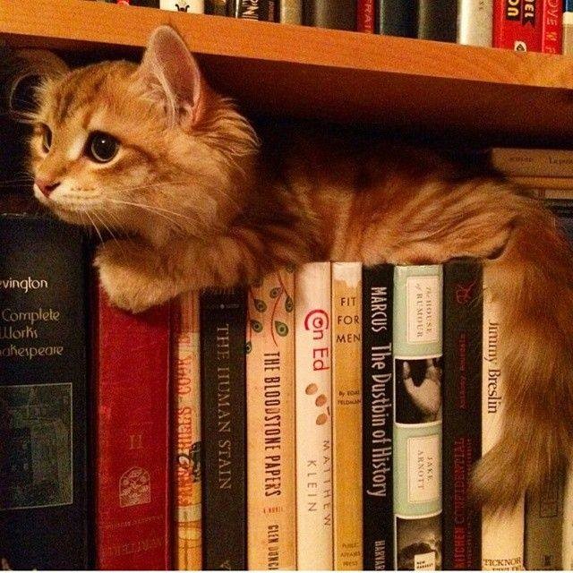 Even among the books you can find a cozy spot!