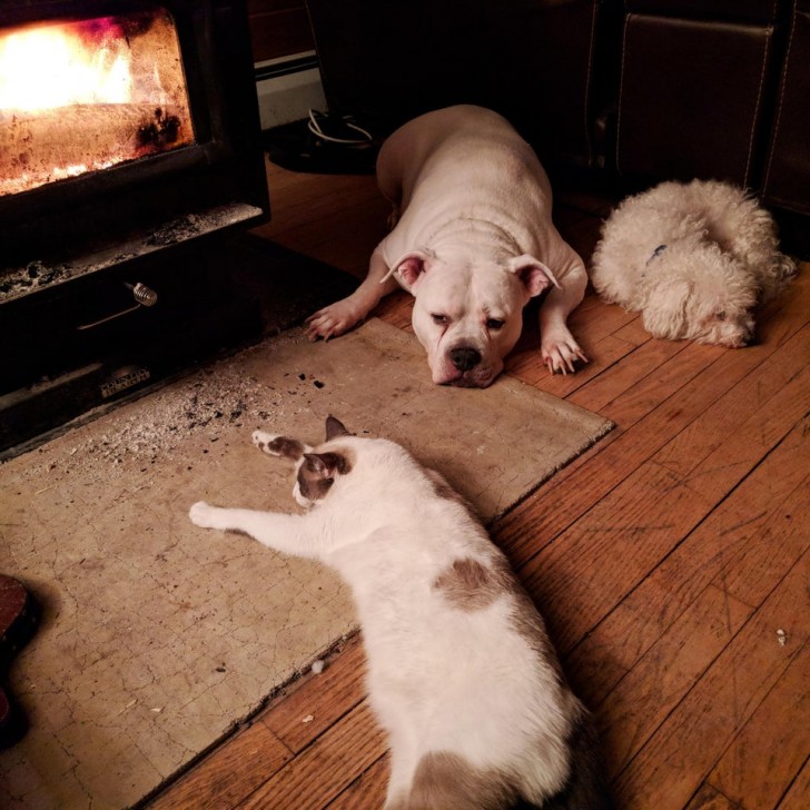 Everyone's in front of the fire!
