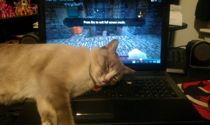 My kitty loves sleeping on my computer ...