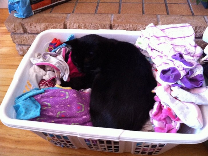 Sleeping on a pile of warm laundry: excellent!