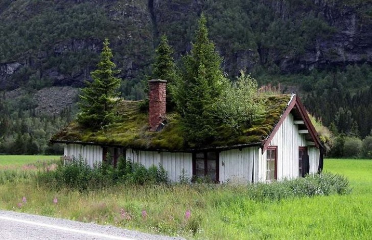 3. Une maison abandonnée en Norvège : des arbres et des plantes de toutes sortes poussent maintenant sur le toit