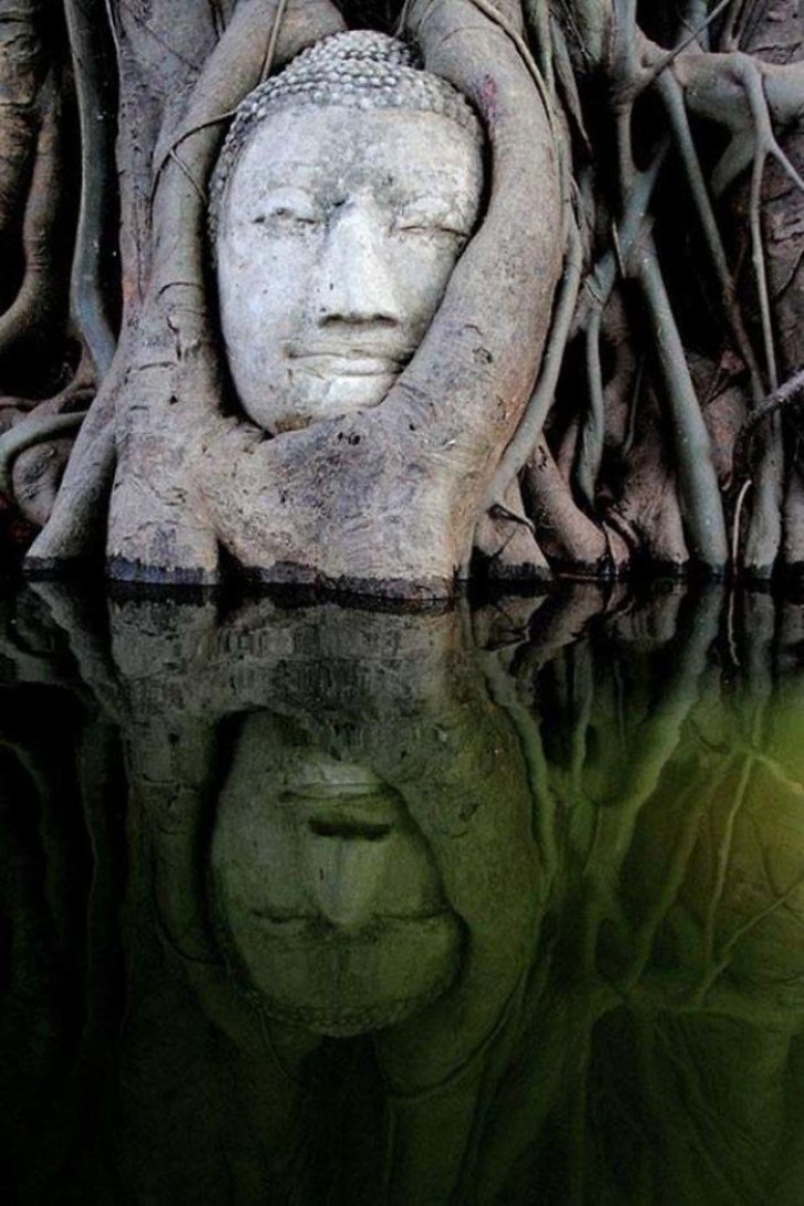 4. La forêt de mangrove engloutit lentement cette statue du Bouddha