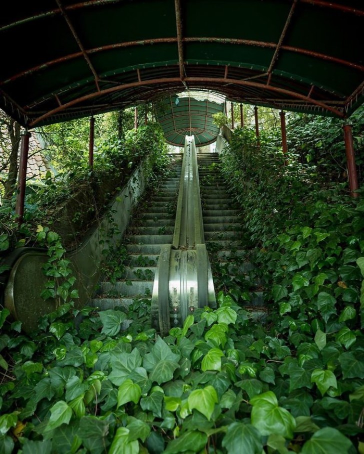 6. Un escalier mécanique abandonné est sur le point d'être "avalé" par ces plantes grimpantes