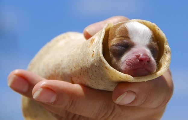 4. It's so tiny that it fits in a tortilla!