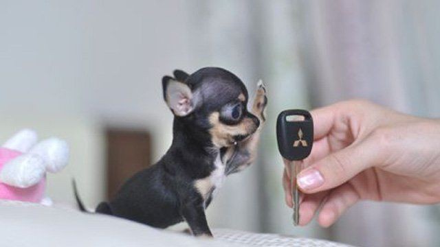 6. "Questo piccolino è grande quanto le chiavi della mia macchina!"