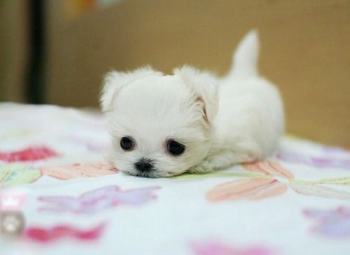8. A cute little tail wagging ball of fluff!