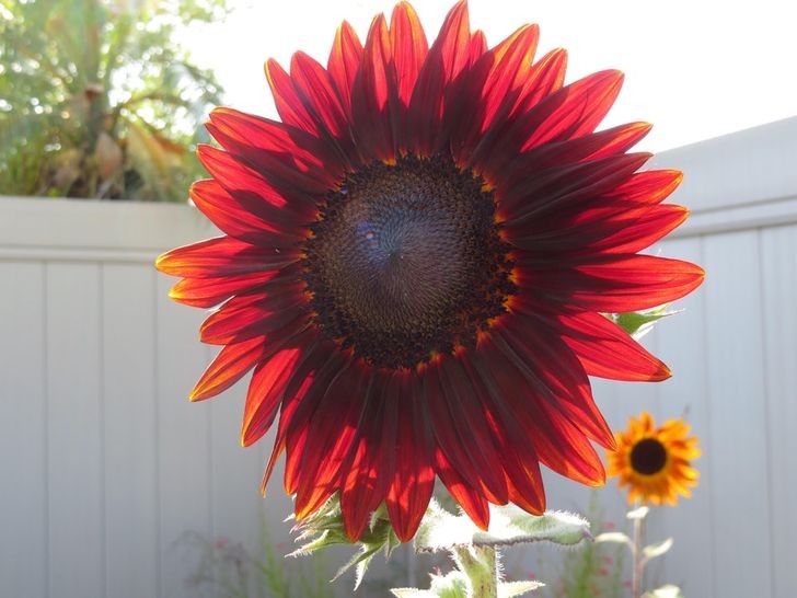 2. "Es war genau so, wie es auf dem Samenbeutel stand, als ich sie gepflanzt habe: rote Sonnenblumen!"