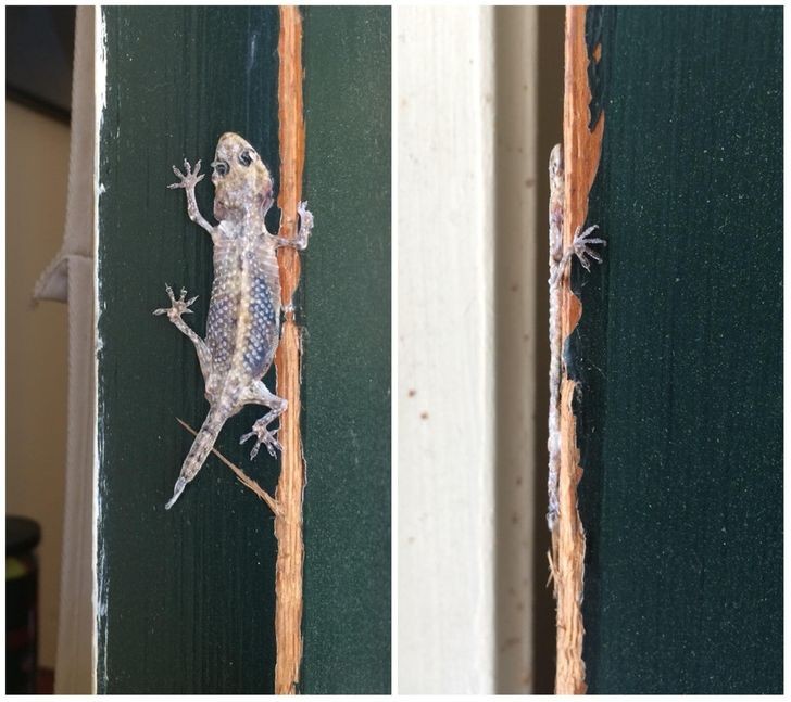 3. Un gecko en 2D : vue de face et de côté