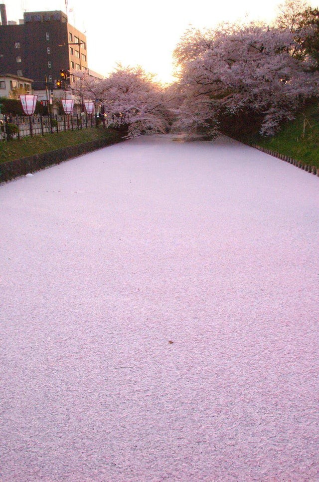 8. Een rivier bedekt met bloemblaadjes van kersenbloesem...