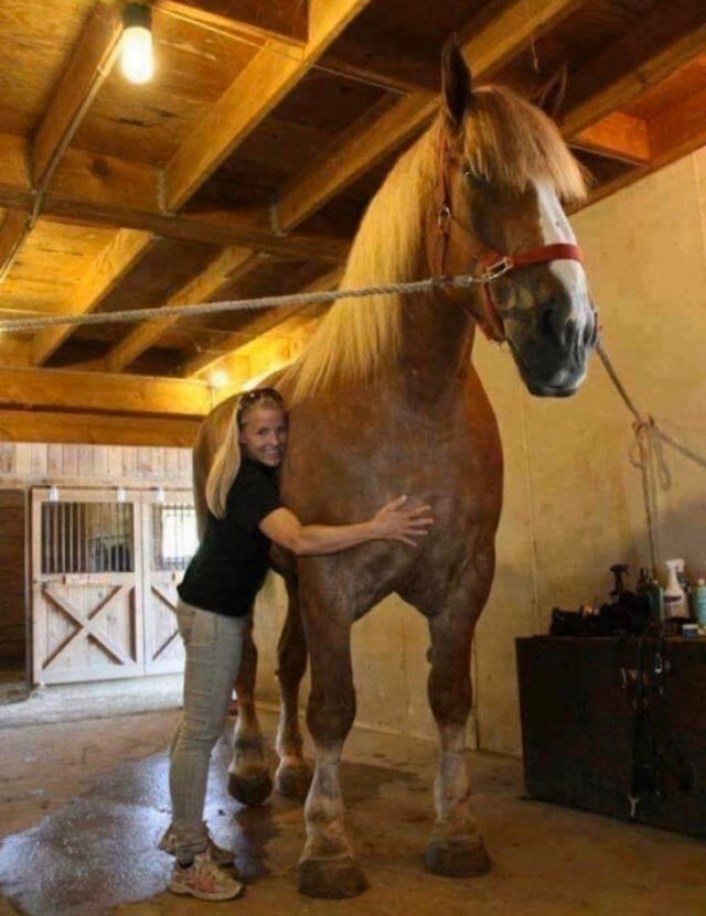 15. "Big Jake" est le plus grand cheval du monde !