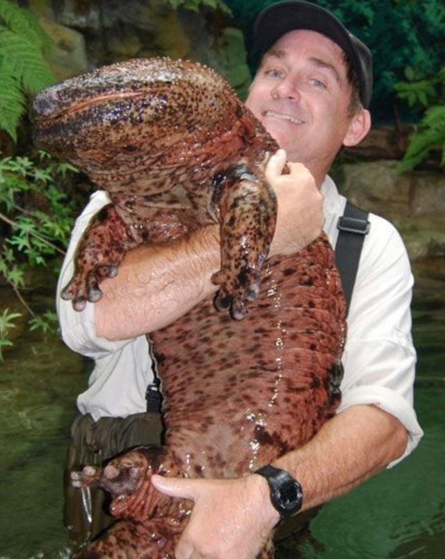 8. La salamandra gigante cinese è l'anfibio più grande del mondo, ed è una specie a rischio d'estinzione 