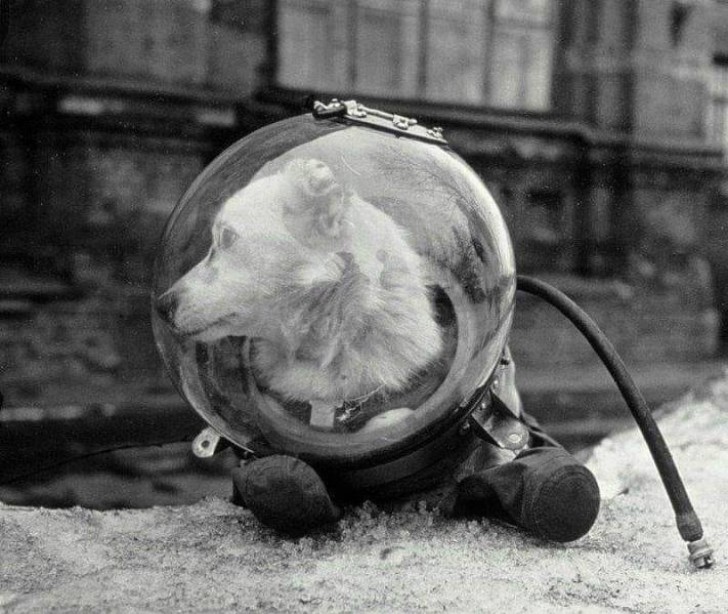6. Belka, der kleine Hund, der in den Weltraum flog und wohlbehalten zur Erde zurückkehrte (1960)
