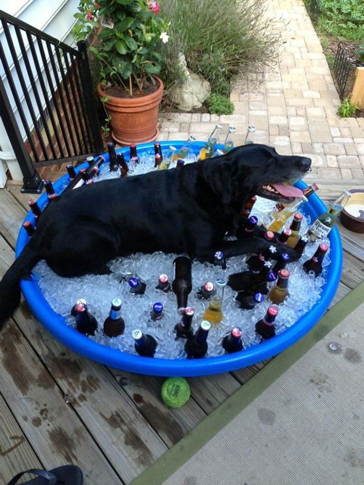 4. Ein weiteres Beispiel dafür, wie ein Hund das richtige Mittel gegen die erstickende Hitze gefunden hat