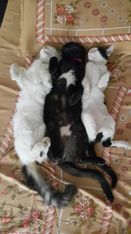 ¡Los tres duermen como si estuvieran en pose para esta foto!