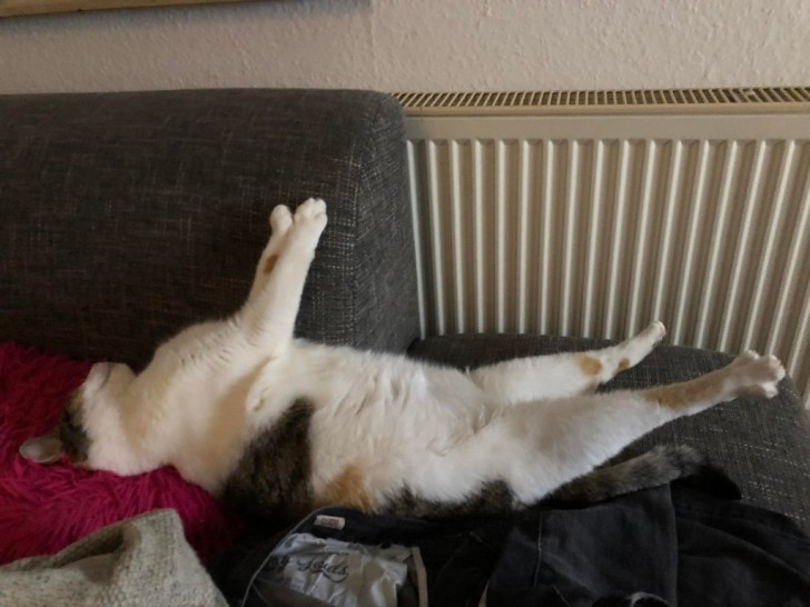 Mi gato duerme en esta absurda posición...¿debería preocuparme?