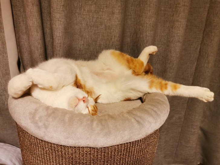 ¡Un gato contorsionista!