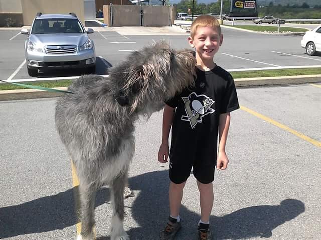Ce gentil petit garçon a rencontré un chien... à hauteur d'un baiser !