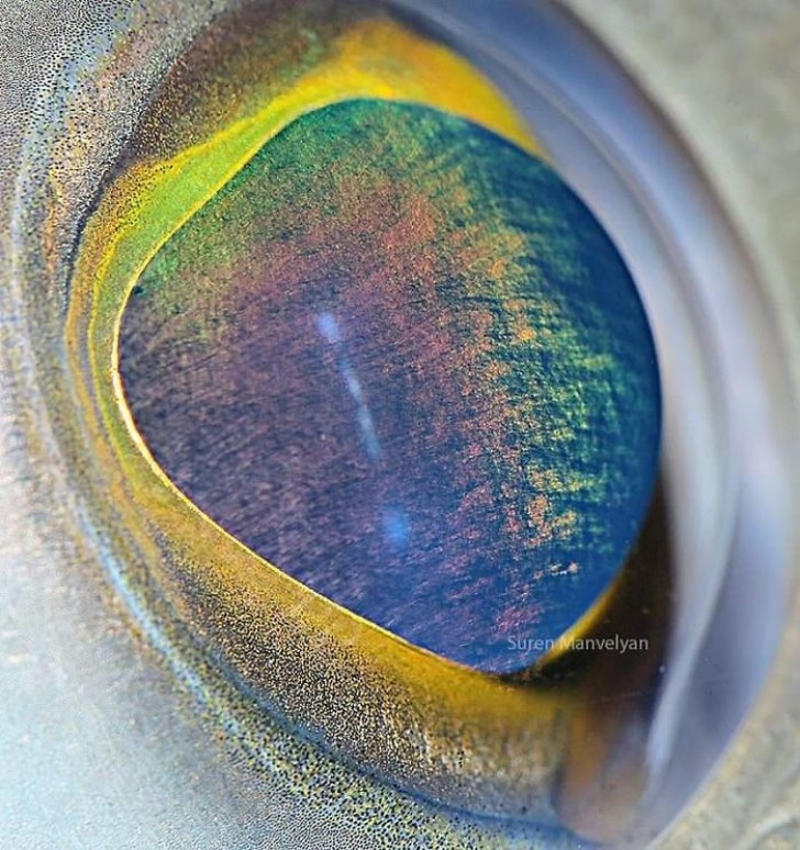 L'occhio di un pesce (specie non nota).