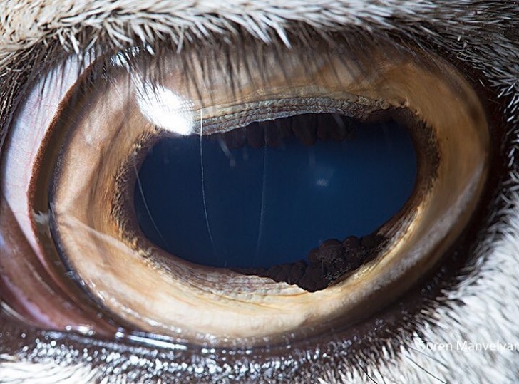 Das Auge einer Pygmäenziege.